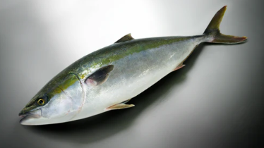 Greater_amberjack