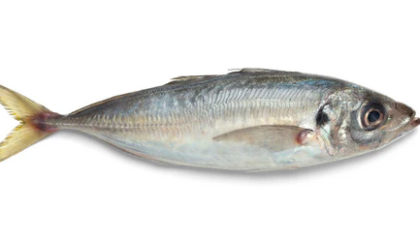 Horse_mackerel