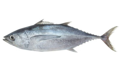 Tuna